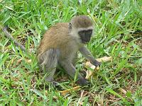 Kenya 128
